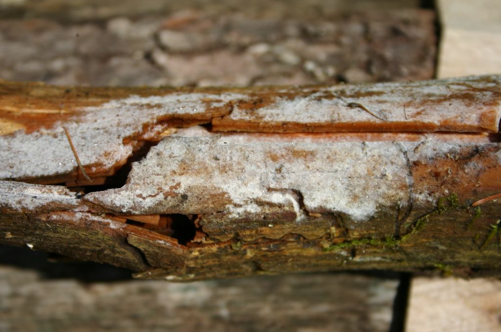 Botryobasidium? (Botryobasidium subcoronatum)